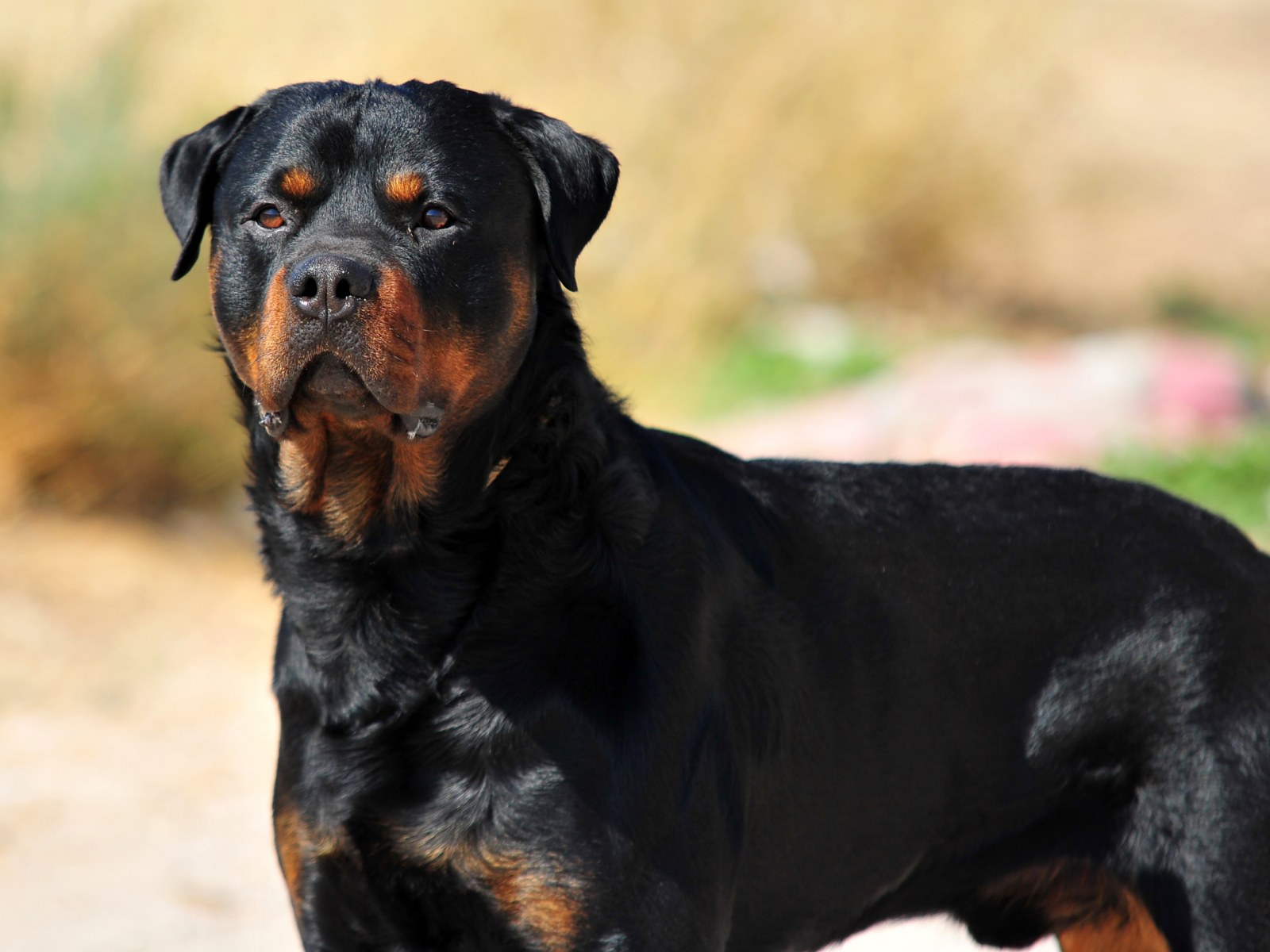 black and brown rottweiler.